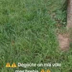 🇫🇷 France : À Melun-Sud (77), un éleveur se fait voler son troupeau de 9 brebis en pleine journée : 6 femelles et 3 agneaux emportés. Il n’entend rien malgré sa présence sur site, caméras confirment le passage des voleurs. Enquête en cours.