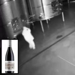 🇪🇸 Espagne : 60 000 litres de vin premium déversés dans le chai de Cepa 21 par une ex-employée après non-renouvellement de son contrat : 2,7 millions de dollars de dégâts filmés par les caméras.