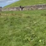 🇬🇧 Angleterre : un individu est filmé en train de démolir un mur en pierres sèches vieux de plusieurs siècles, au lieu d’emprunter le chemin existant à proximité. Coût estimé : des milliers de livres par mètre. La vidéo suscite l’indignation générale.